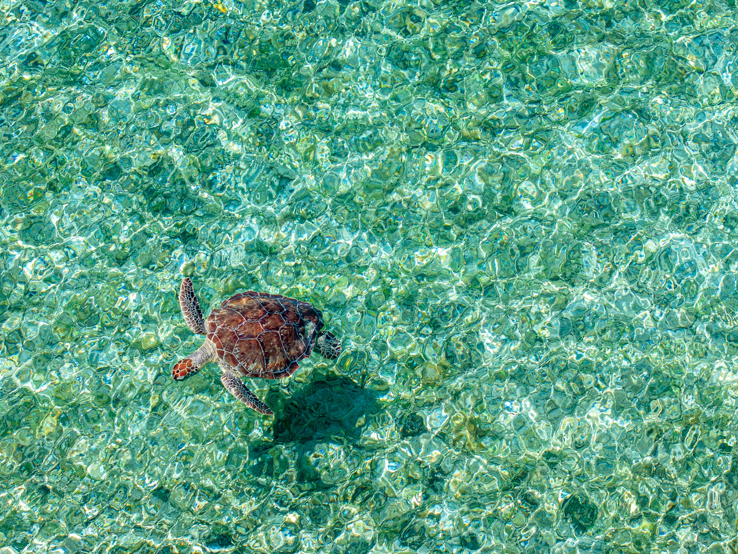Sea Turtle- British Virgin Islands