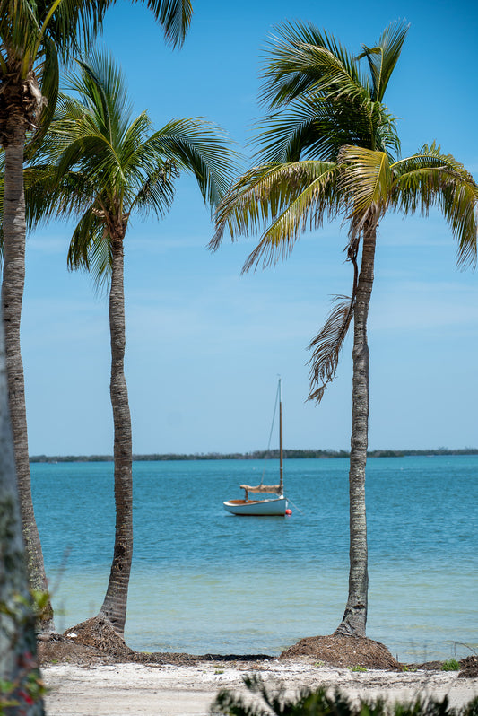 Palm Trees- Useppa Island, FL