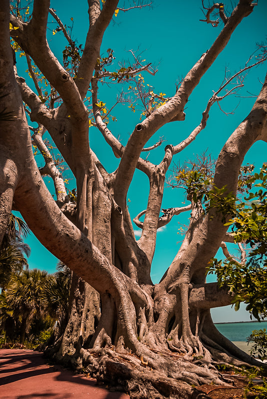 The Banyan- Useppa Island, FL